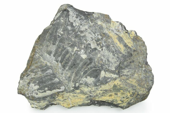 Fossil Seed Fern (Alethopteris) Plate - Pennsylvania #347722